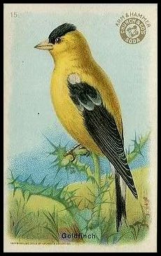 15 Goldfinch